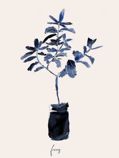 Ficus Blues