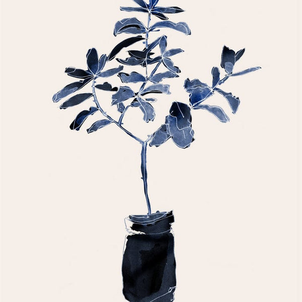 Ficus Blues