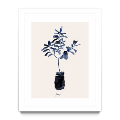 Ficus Blues