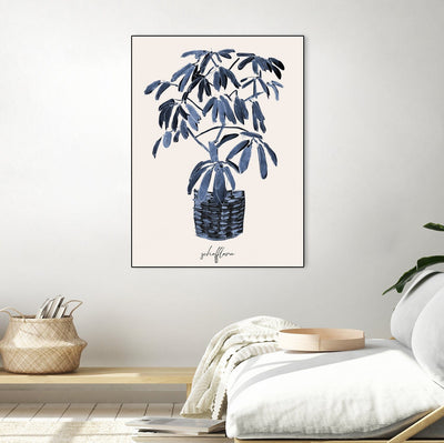 Schefflera Blues