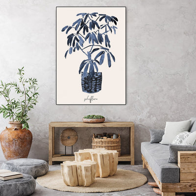 Schefflera Blues