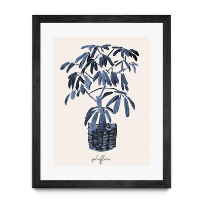 Schefflera Blues