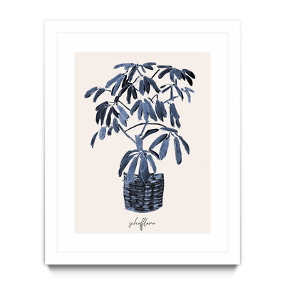 Schefflera Blues