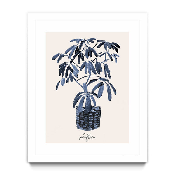 Schefflera Blues