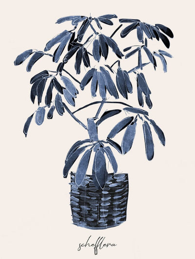 Schefflera Blues