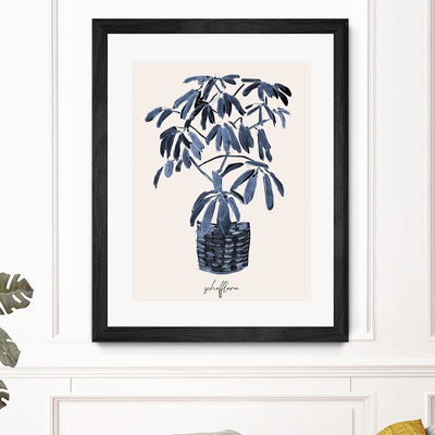 Schefflera Blues