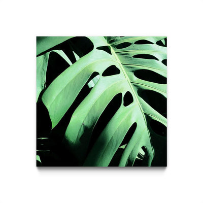 Monstera Deliciosa