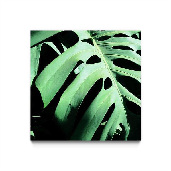 Monstera Deliciosa