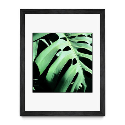 Monstera Deliciosa
