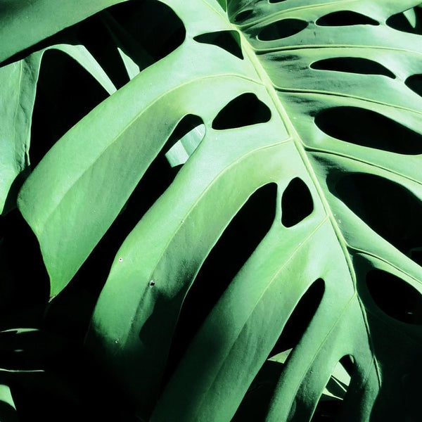 Monstera Deliciosa