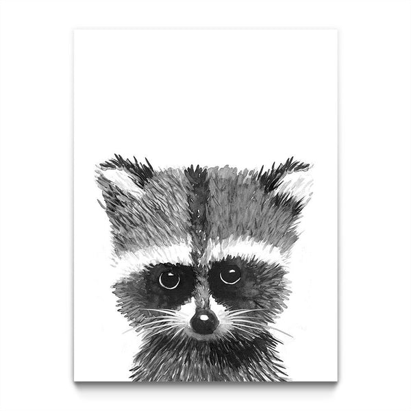 Baby Racoon