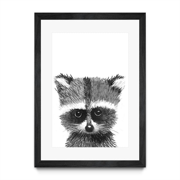 Baby Racoon