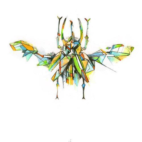 Actaeon Beetle