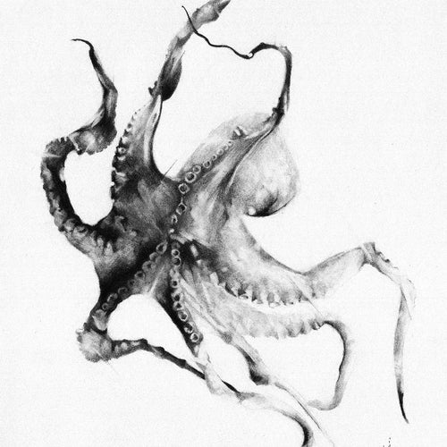 Octopus