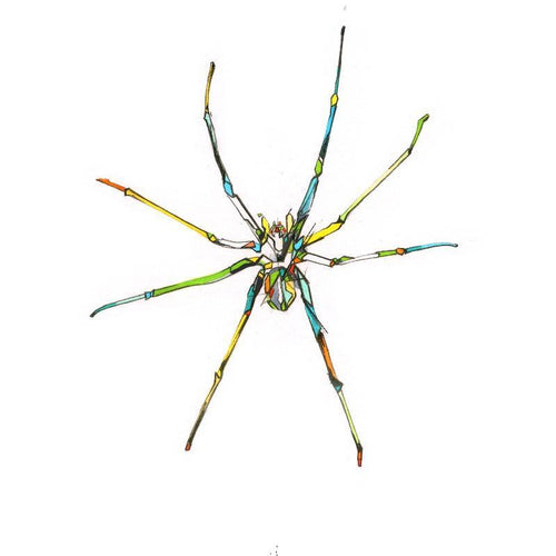 Spider