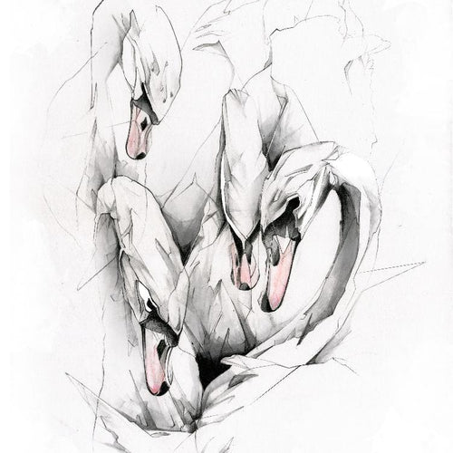 Swans