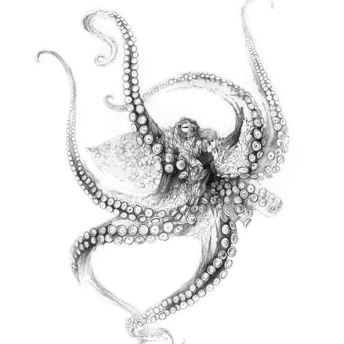 Octopus