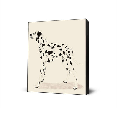 P & C Dalmation