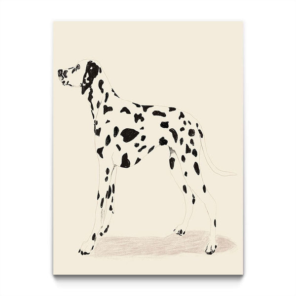 P & C Dalmation