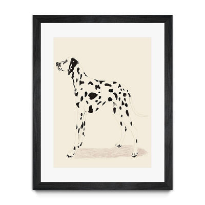 P & C Dalmation