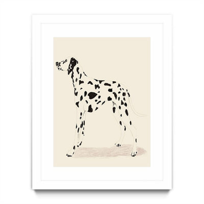 P & C Dalmation