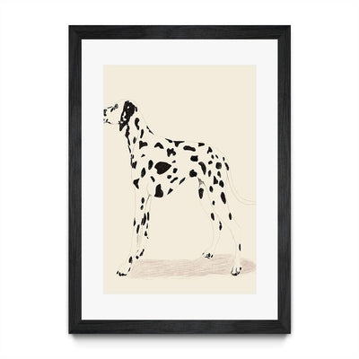 P & C Dalmation