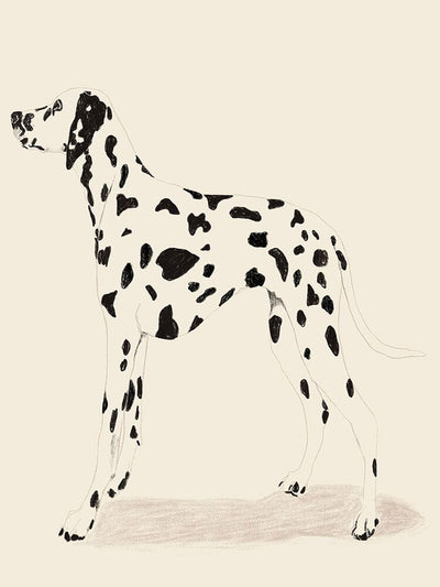 P & C Dalmation
