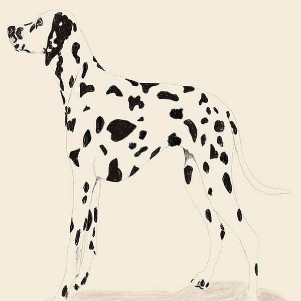P & C Dalmation