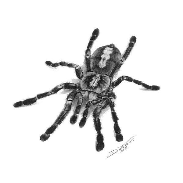 Spider