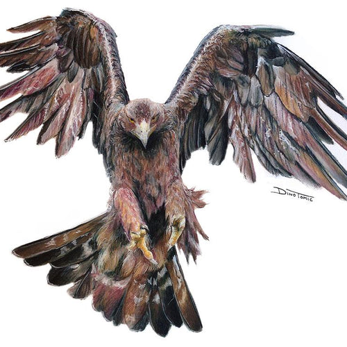 Golden Eagle