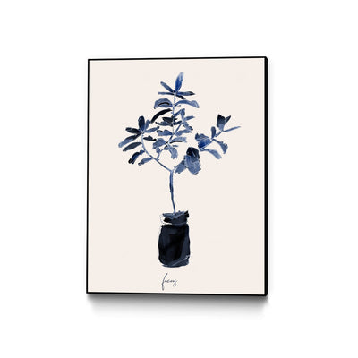 Ficus Blues