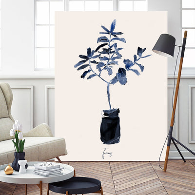 Ficus Blues