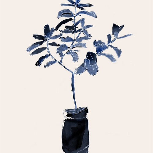Ficus Blues
