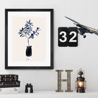 Ficus Blues