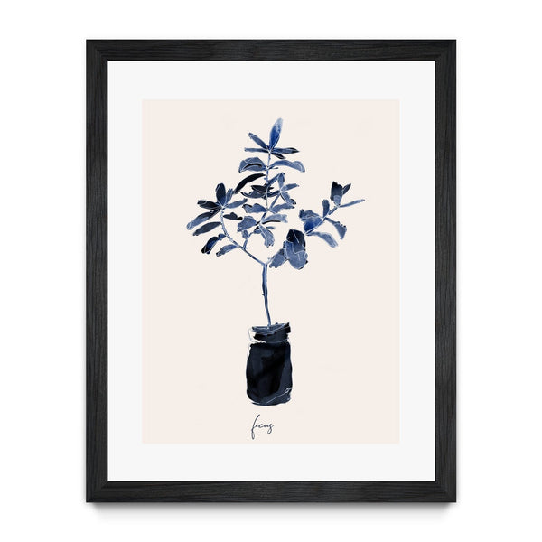 Ficus Blues
