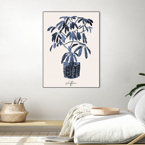 Schefflera Blues