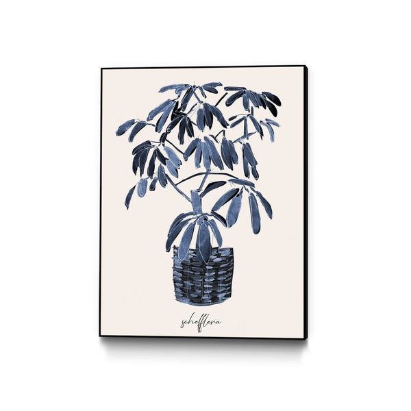 Schefflera Blues