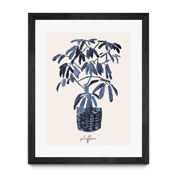 Schefflera Blues