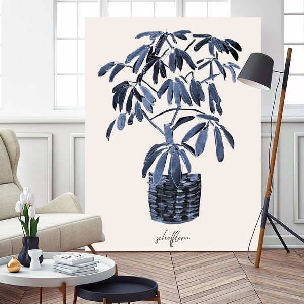 Schefflera Blues