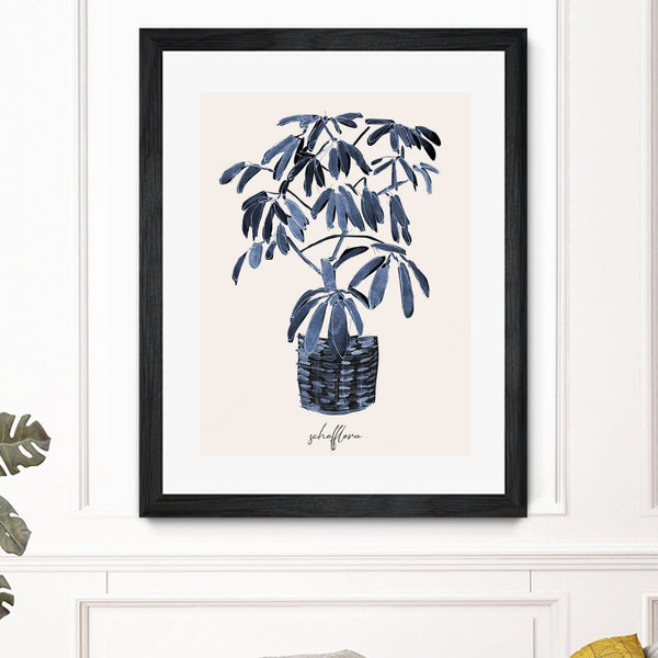 Schefflera Blues