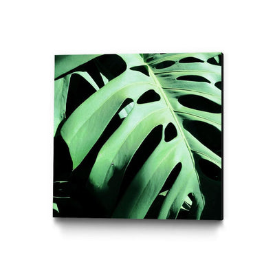 Monstera Deliciosa