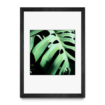 Monstera Deliciosa