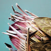 Protea Cynaroides