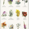 Flowers Chart