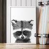 Baby Racoon