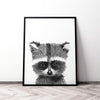 Baby Racoon