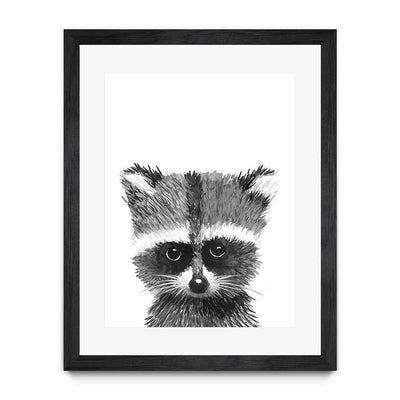 Baby Racoon