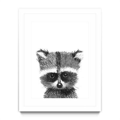 Baby Racoon