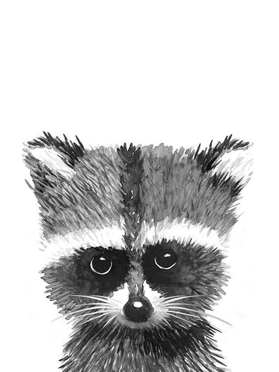 Baby Racoon