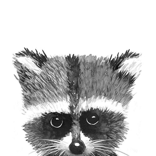 Baby Racoon